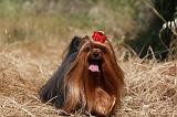 YORKSHIRE TERRIER 486